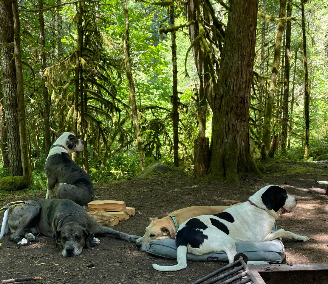 Our four legged friends