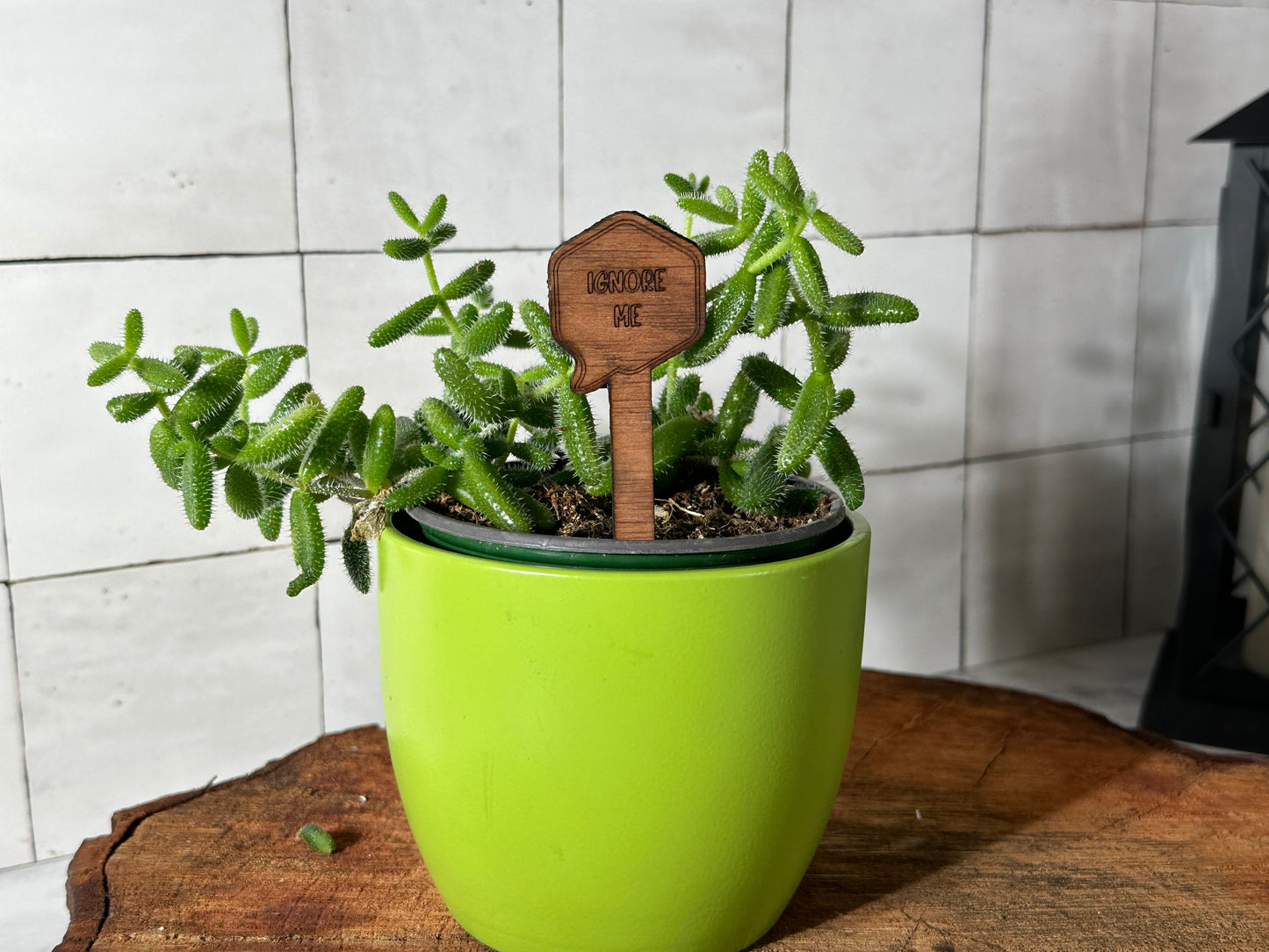 Funny Plant Stakes - Snarky Sayings Collection