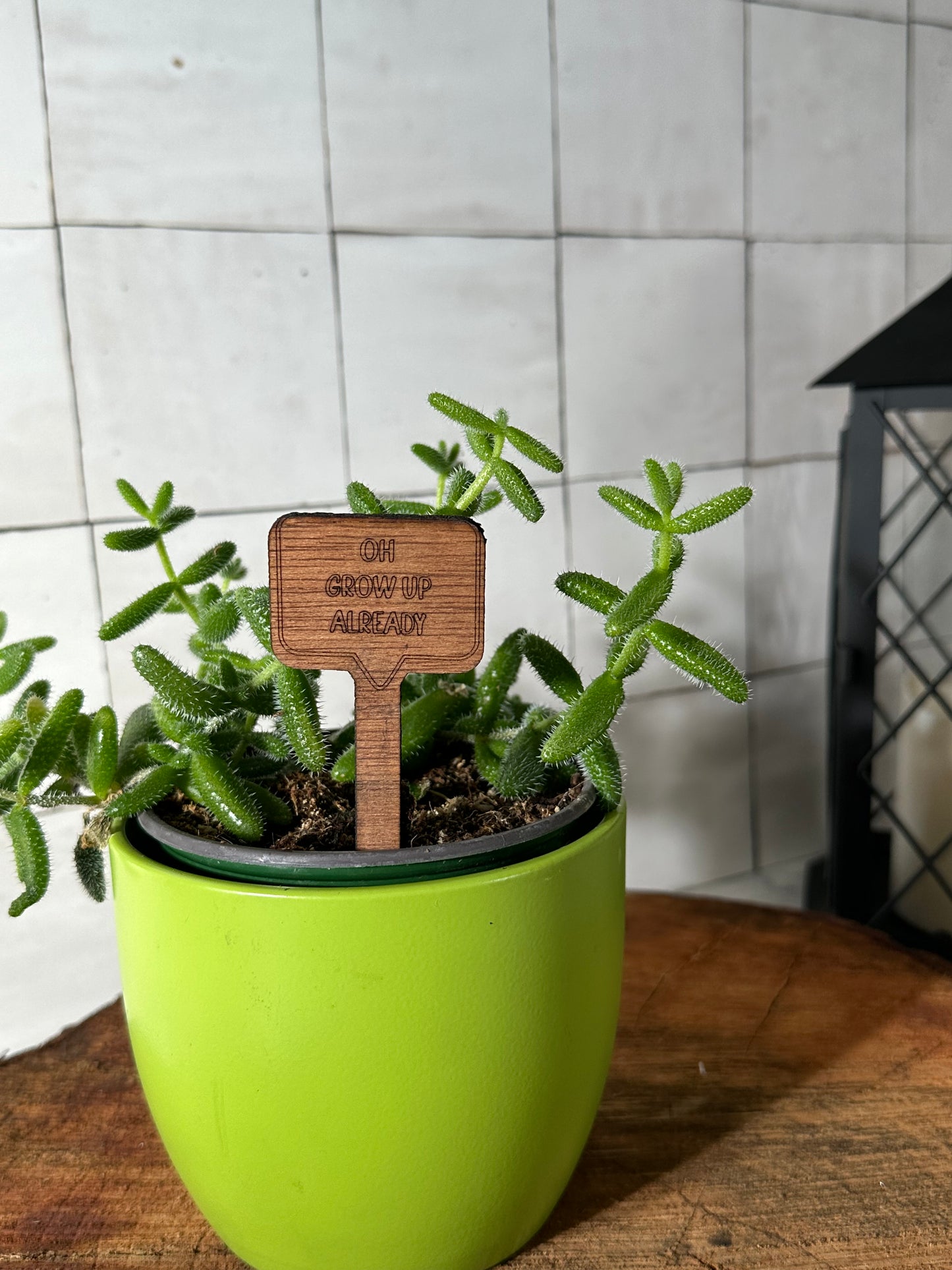 Funny Plant Stakes - Snarky Sayings Collection