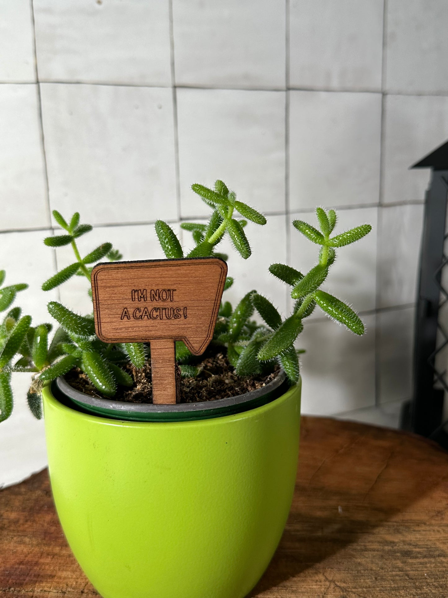 Funny Plant Stakes - Snarky Sayings Collection