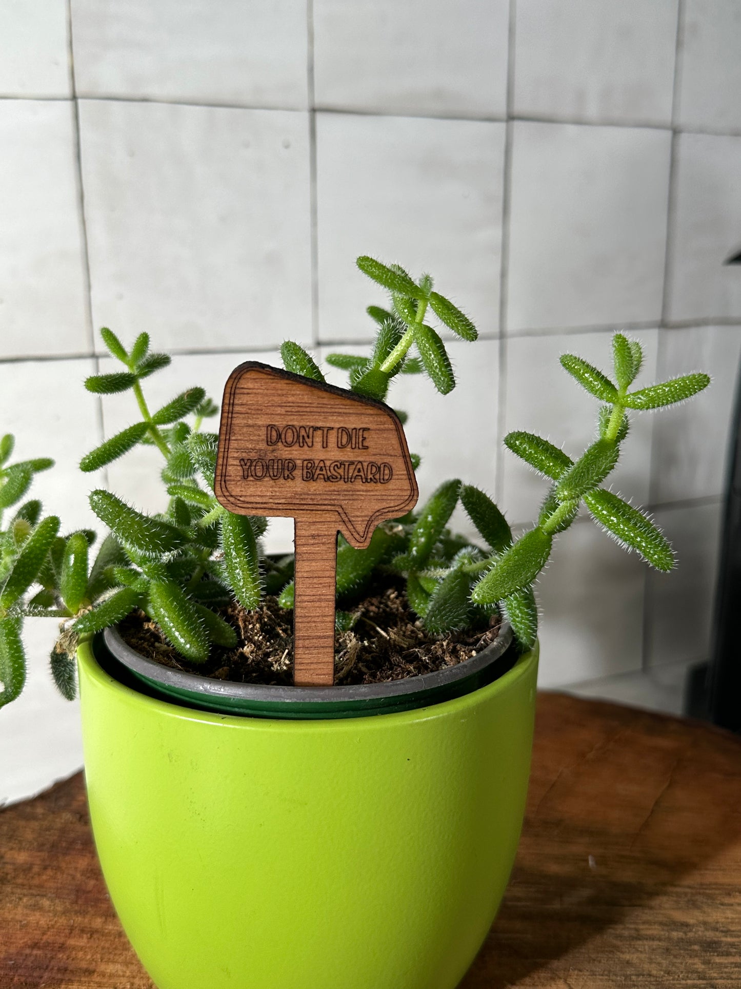 Funny Plant Stakes - Snarky Sayings Collection