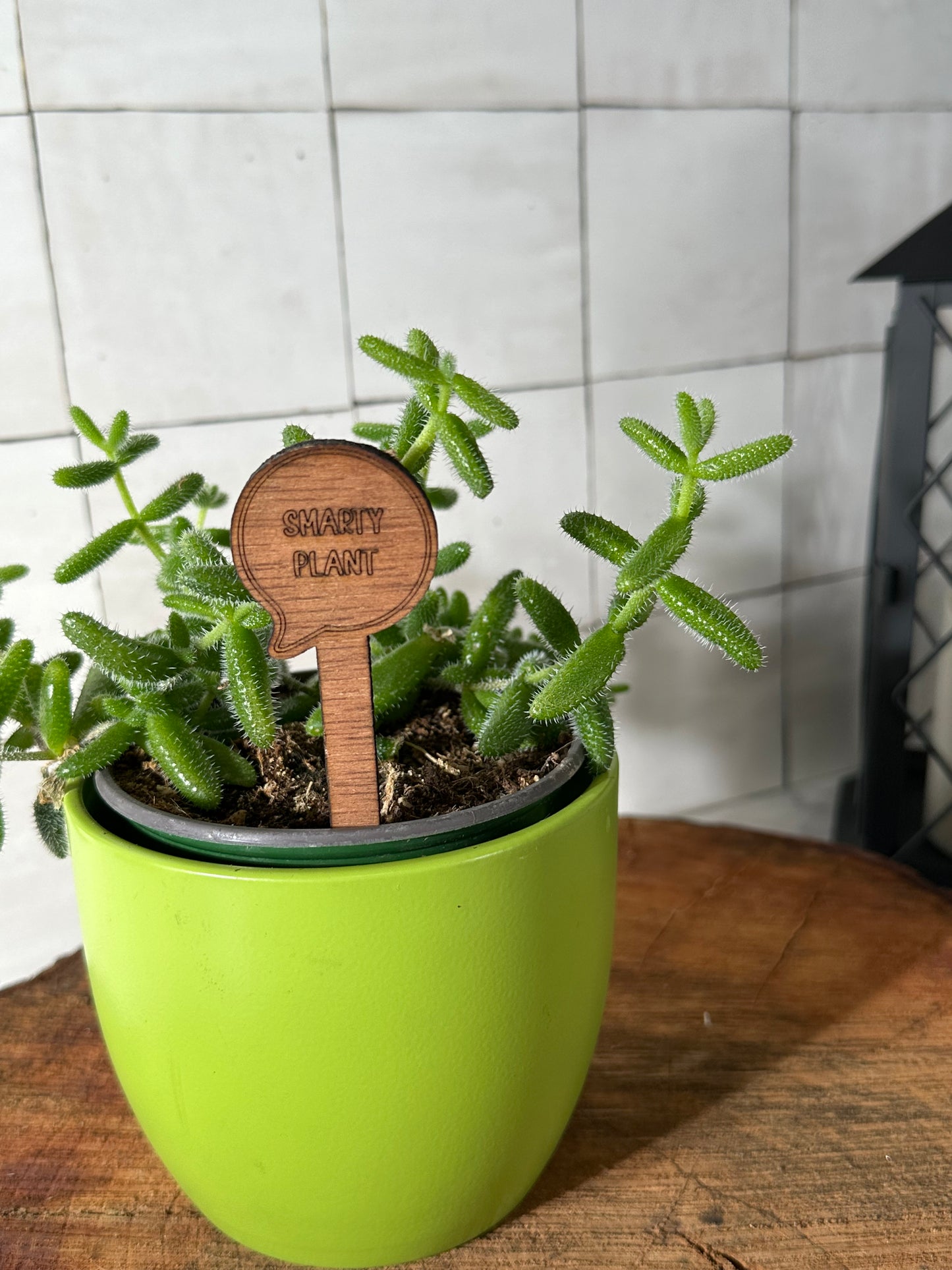 Funny Plant Stakes - Snarky Sayings Collection