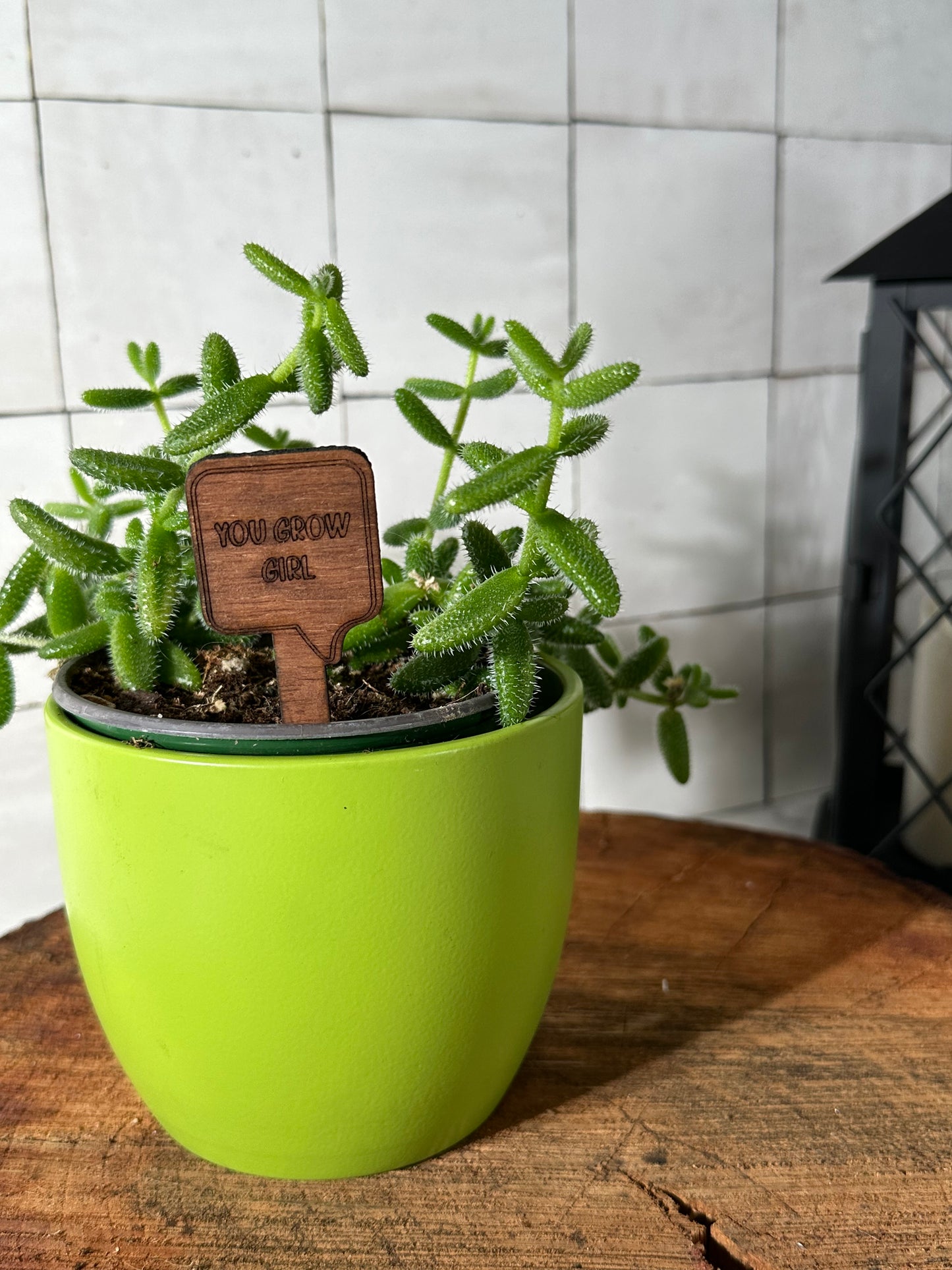 Funny Plant Stakes - Snarky Sayings Collection