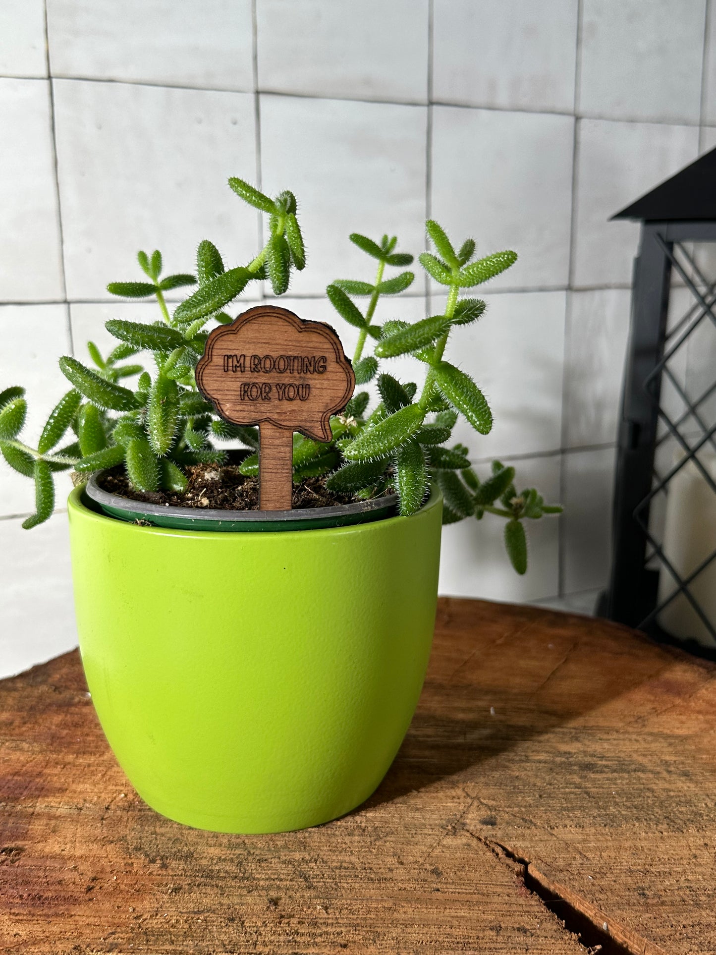 Funny Plant Stakes - Snarky Sayings Collection