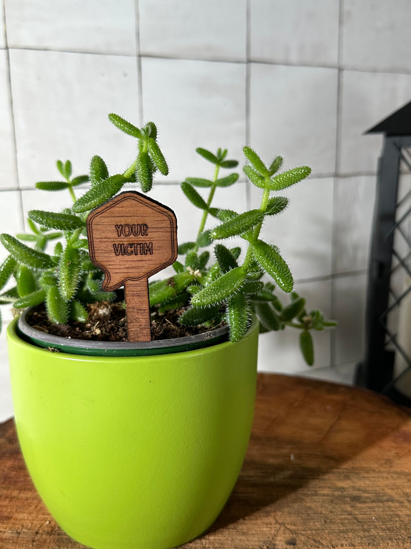Funny Plant Stakes - Snarky Sayings Collection