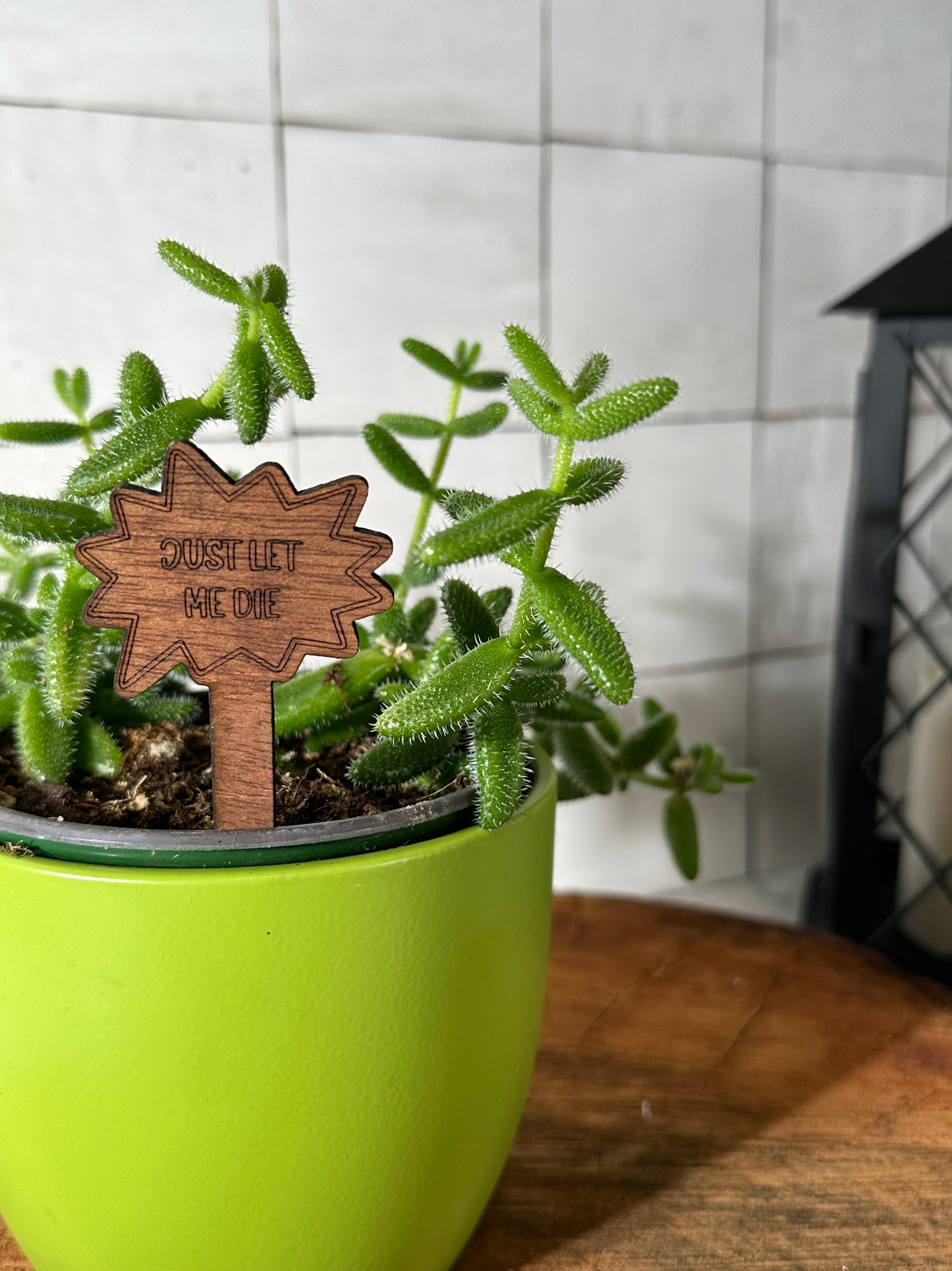 Funny Plant Stakes - Snarky Sayings Collection