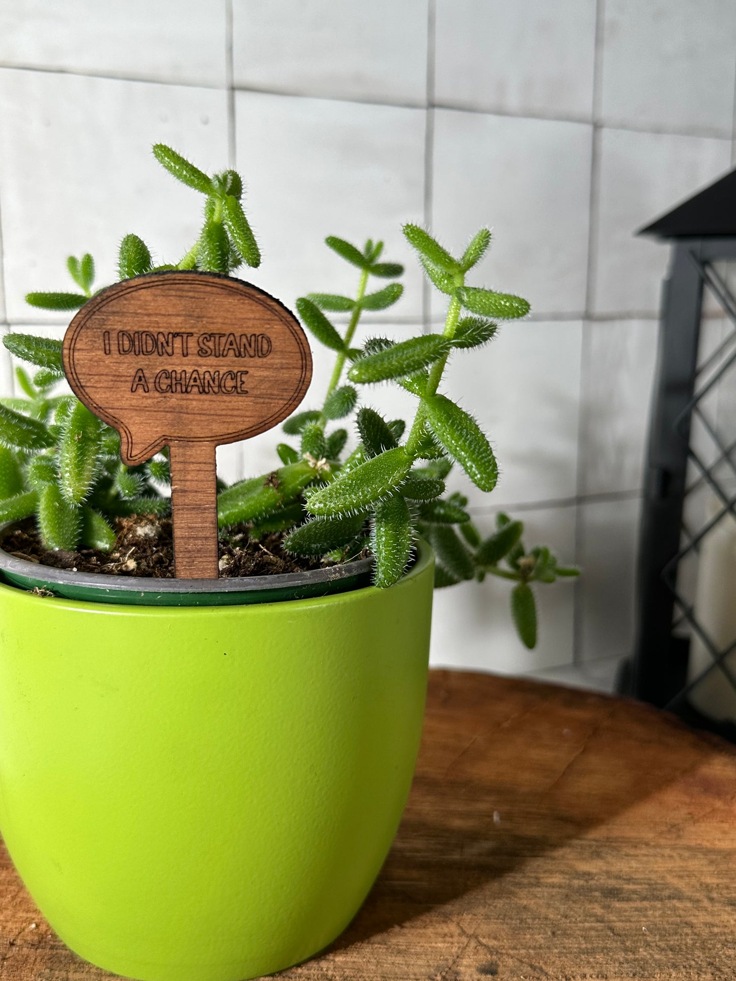 Funny Plant Stakes - Snarky Sayings Collection