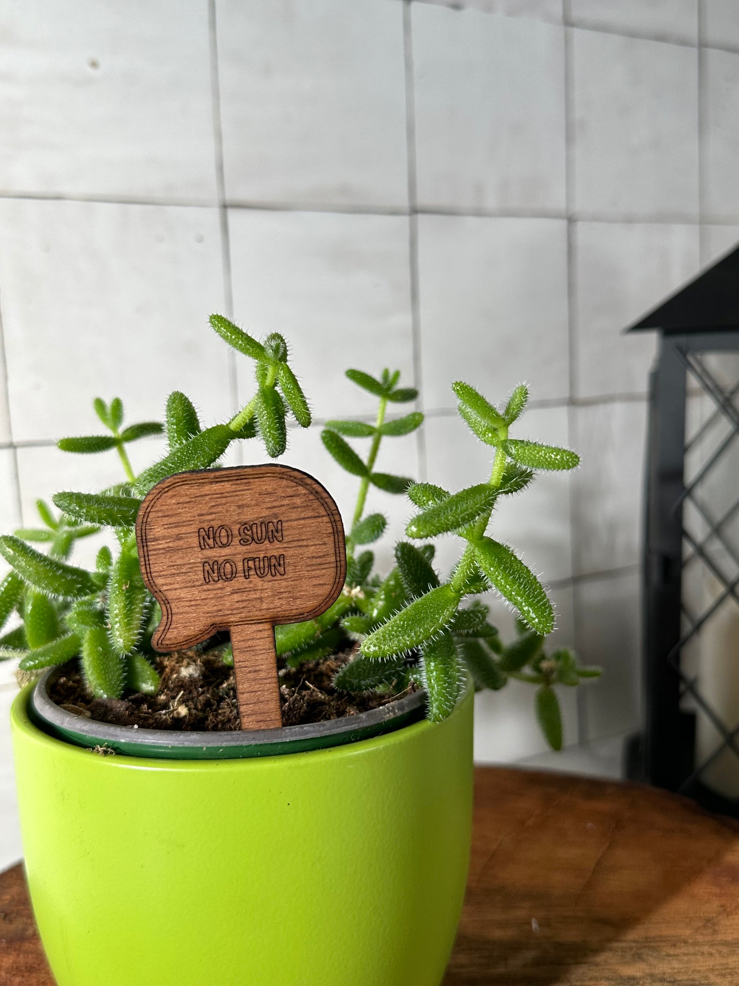 Funny Plant Stakes - Snarky Sayings Collection
