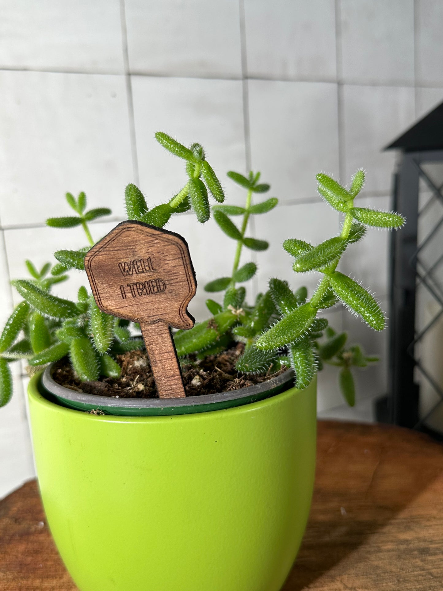 Funny Plant Stakes - Snarky Sayings Collection
