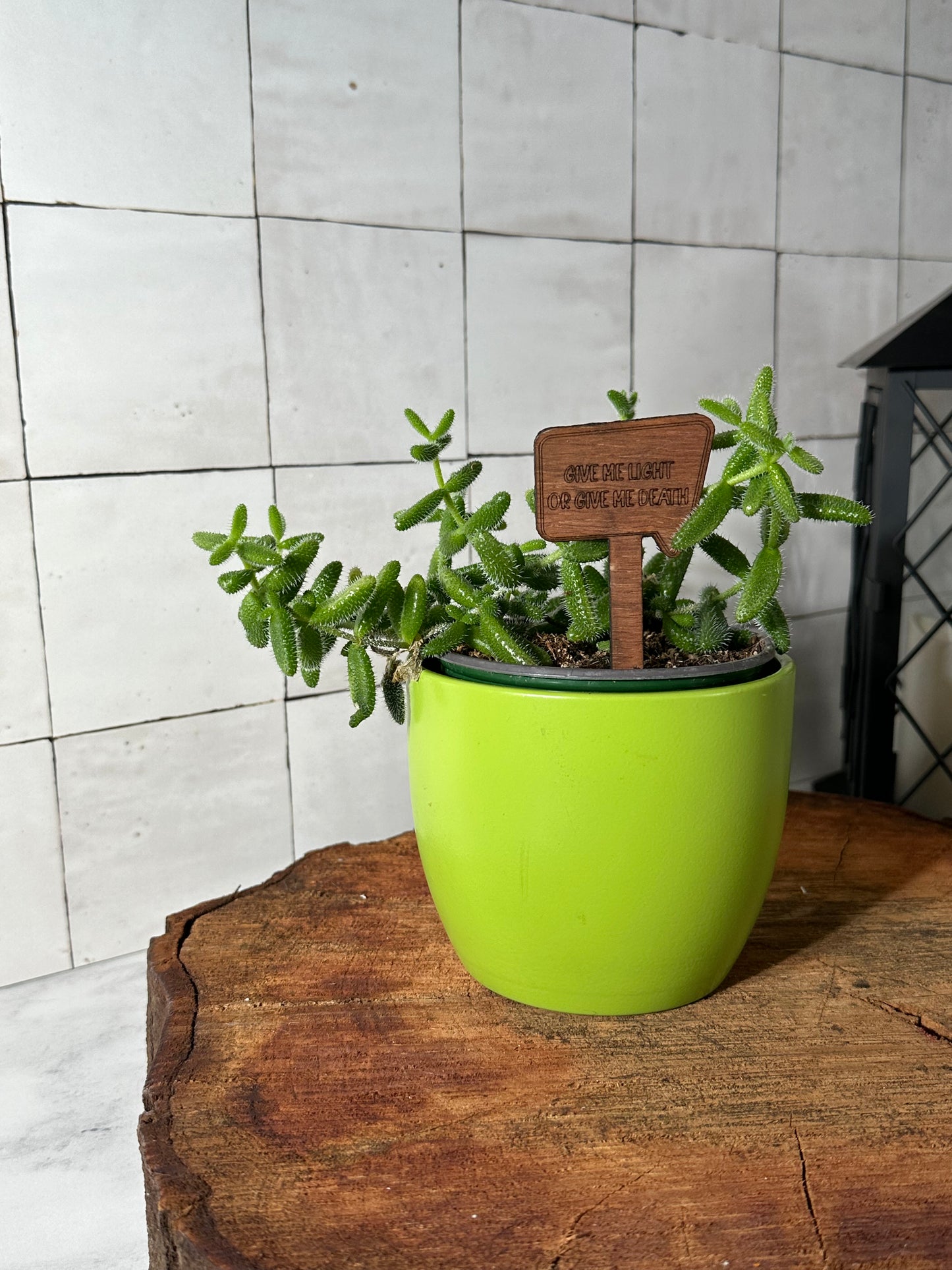 Funny Plant Stakes - Snarky Sayings Collection