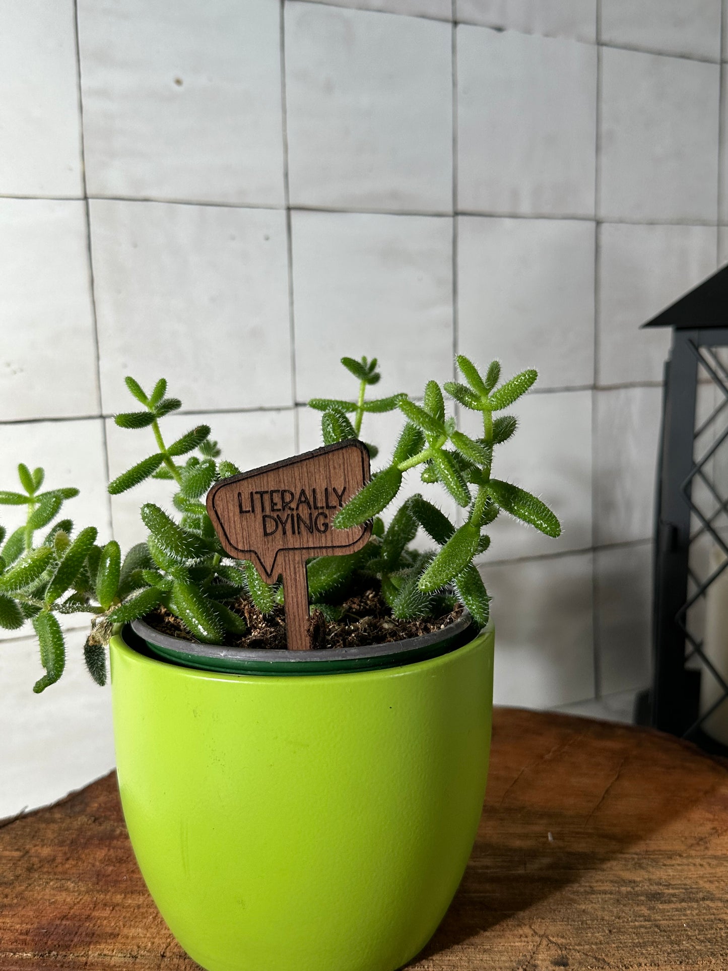 Funny Plant Stakes - Snarky Sayings Collection