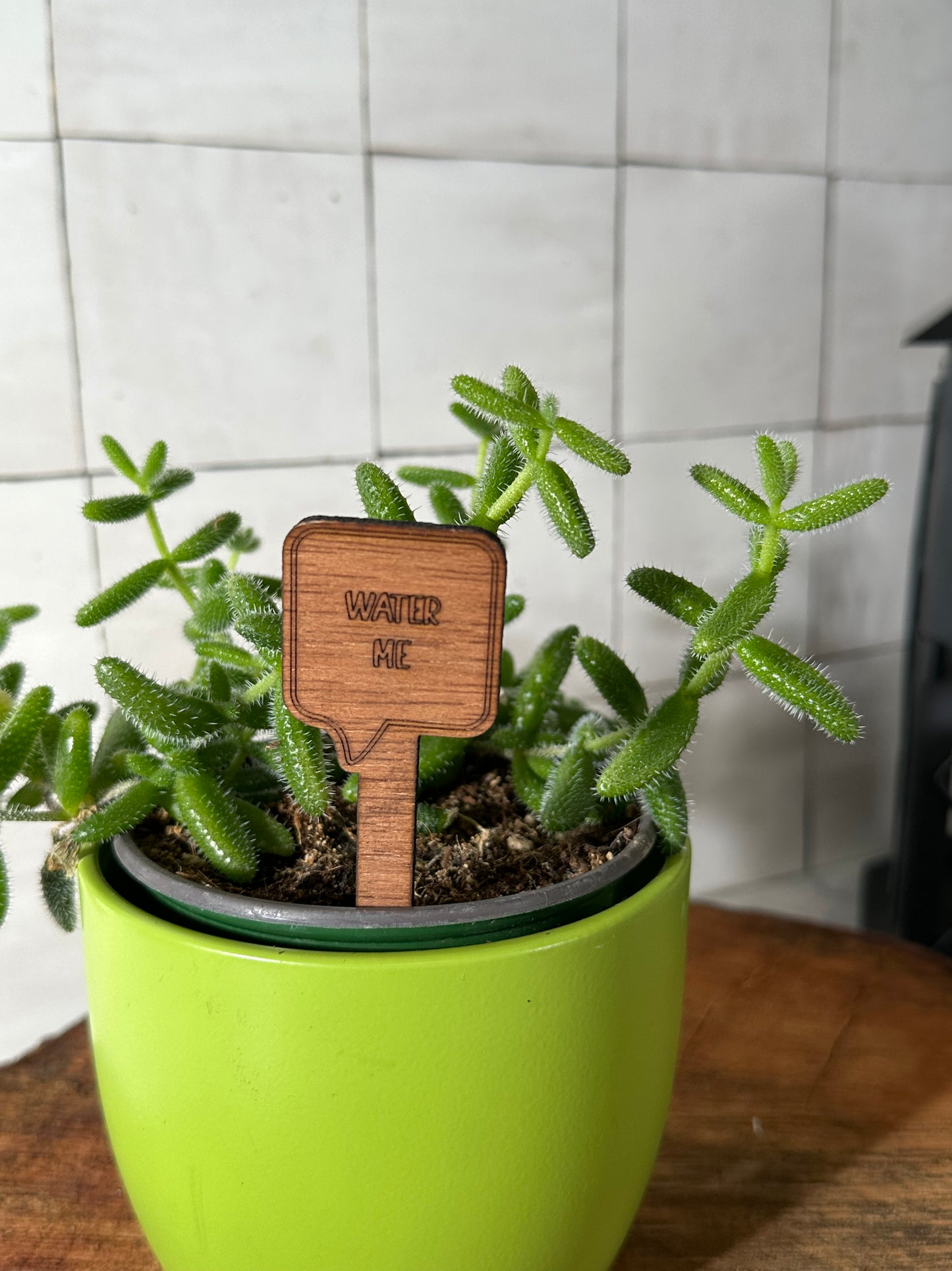 Funny Plant Stakes - Snarky Sayings Collection