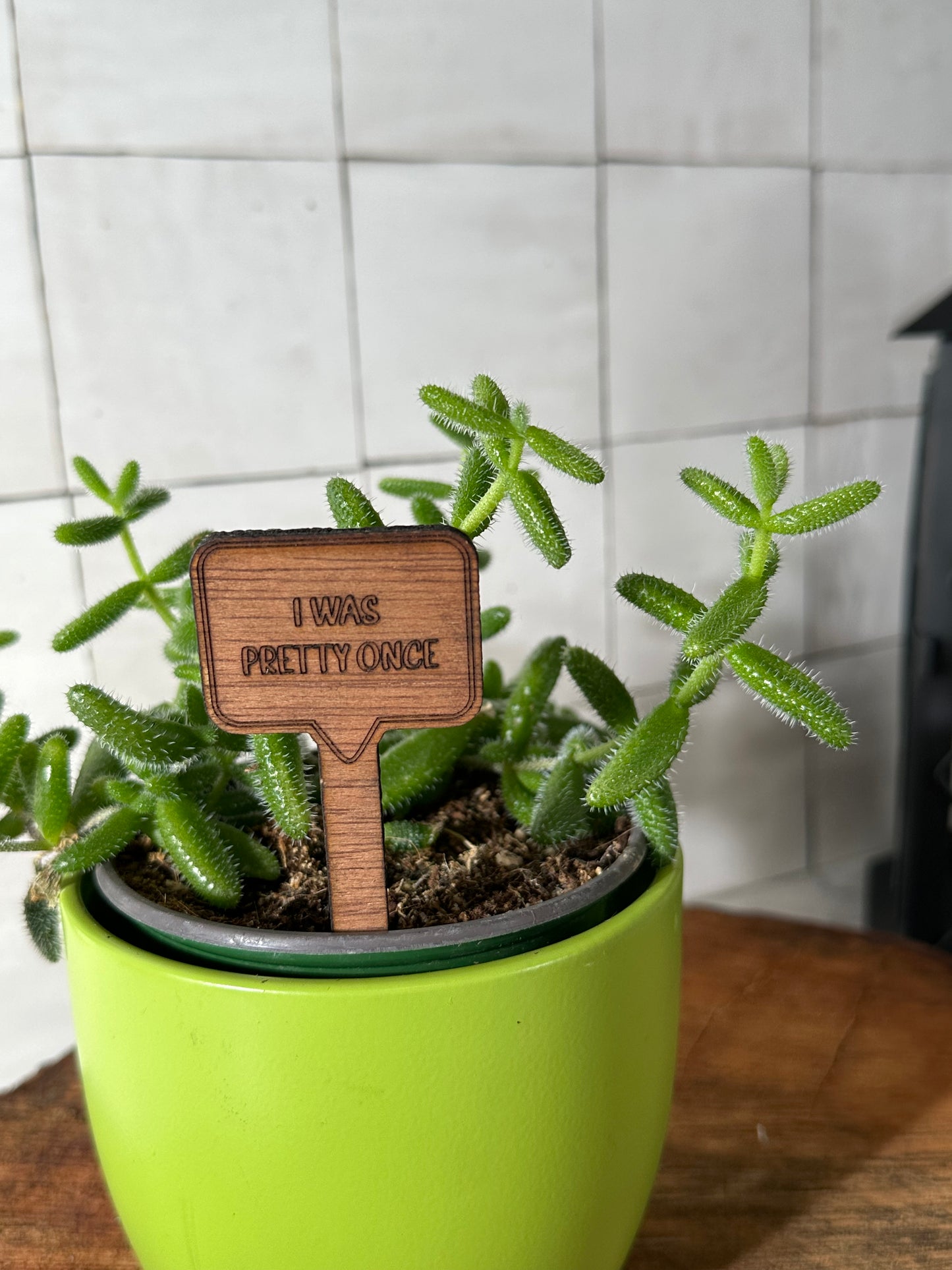 Funny Plant Stakes - Snarky Sayings Collection