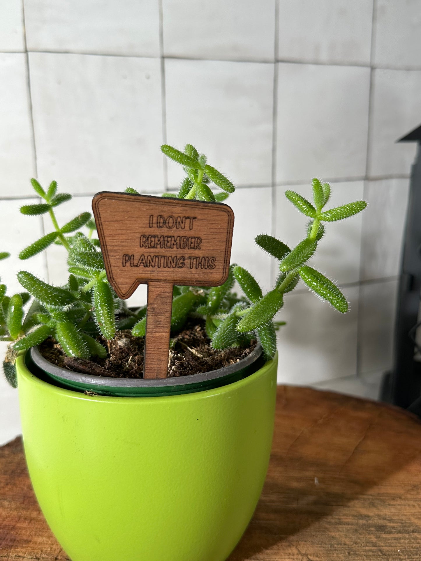 Funny Plant Stakes - Snarky Sayings Collection