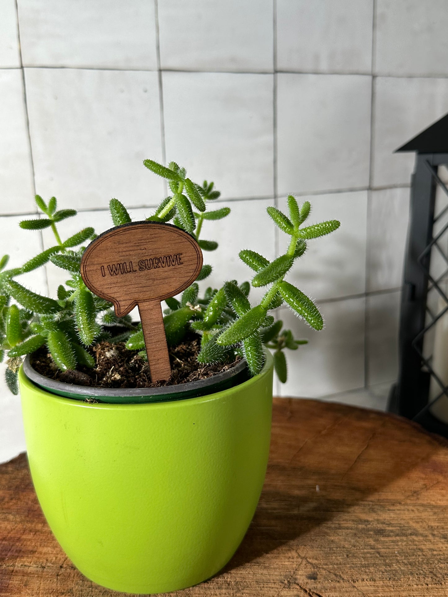 Funny Plant Stakes - Snarky Sayings Collection