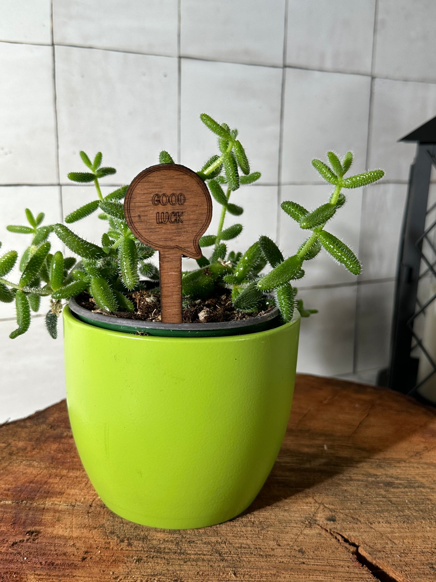Funny Plant Stakes - Snarky Sayings Collection