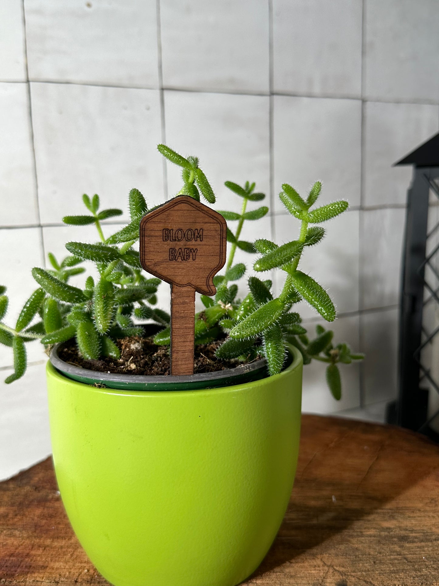 Funny Plant Stakes - Snarky Sayings Collection