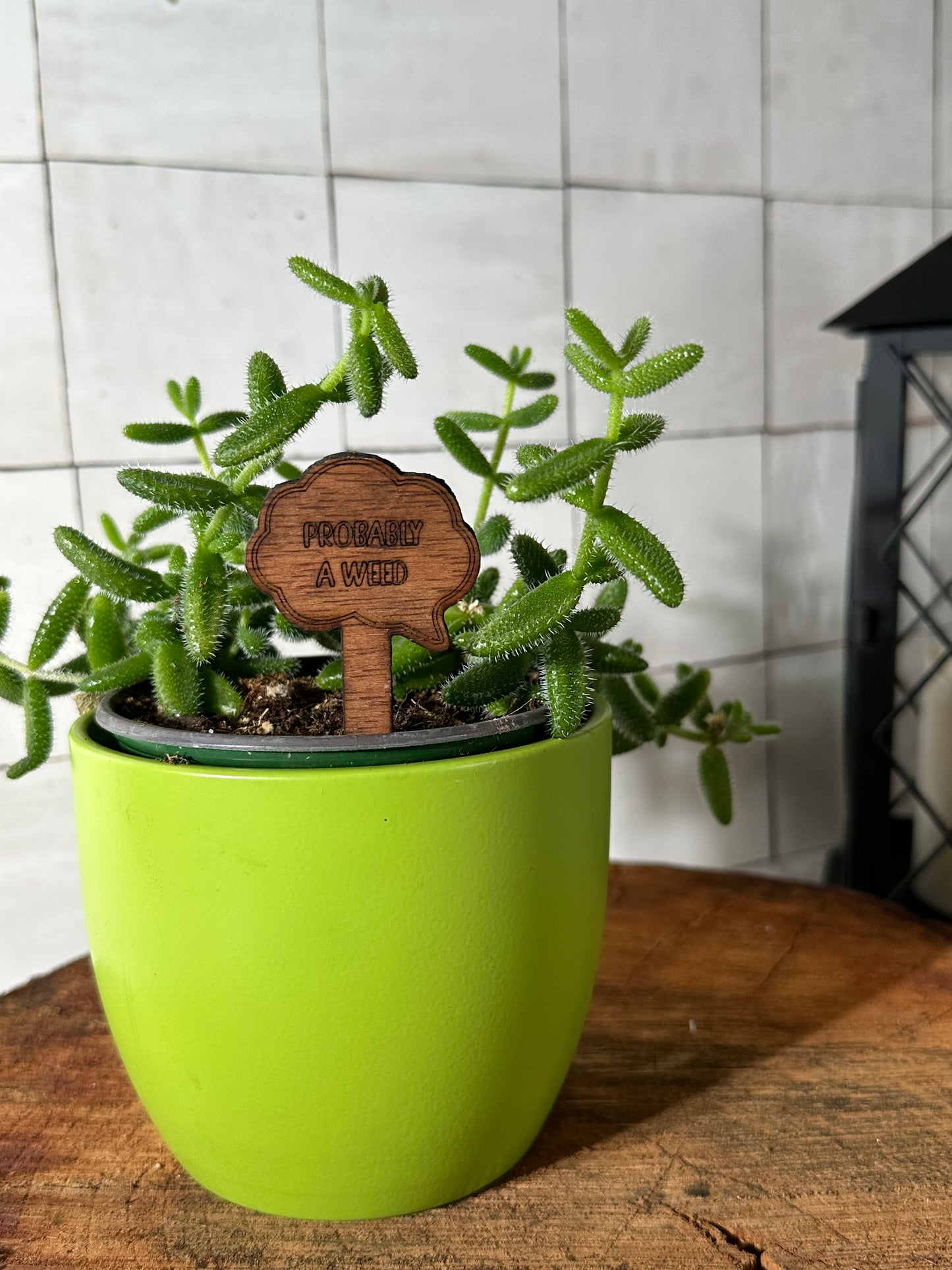 Funny Plant Stakes - Snarky Sayings Collection