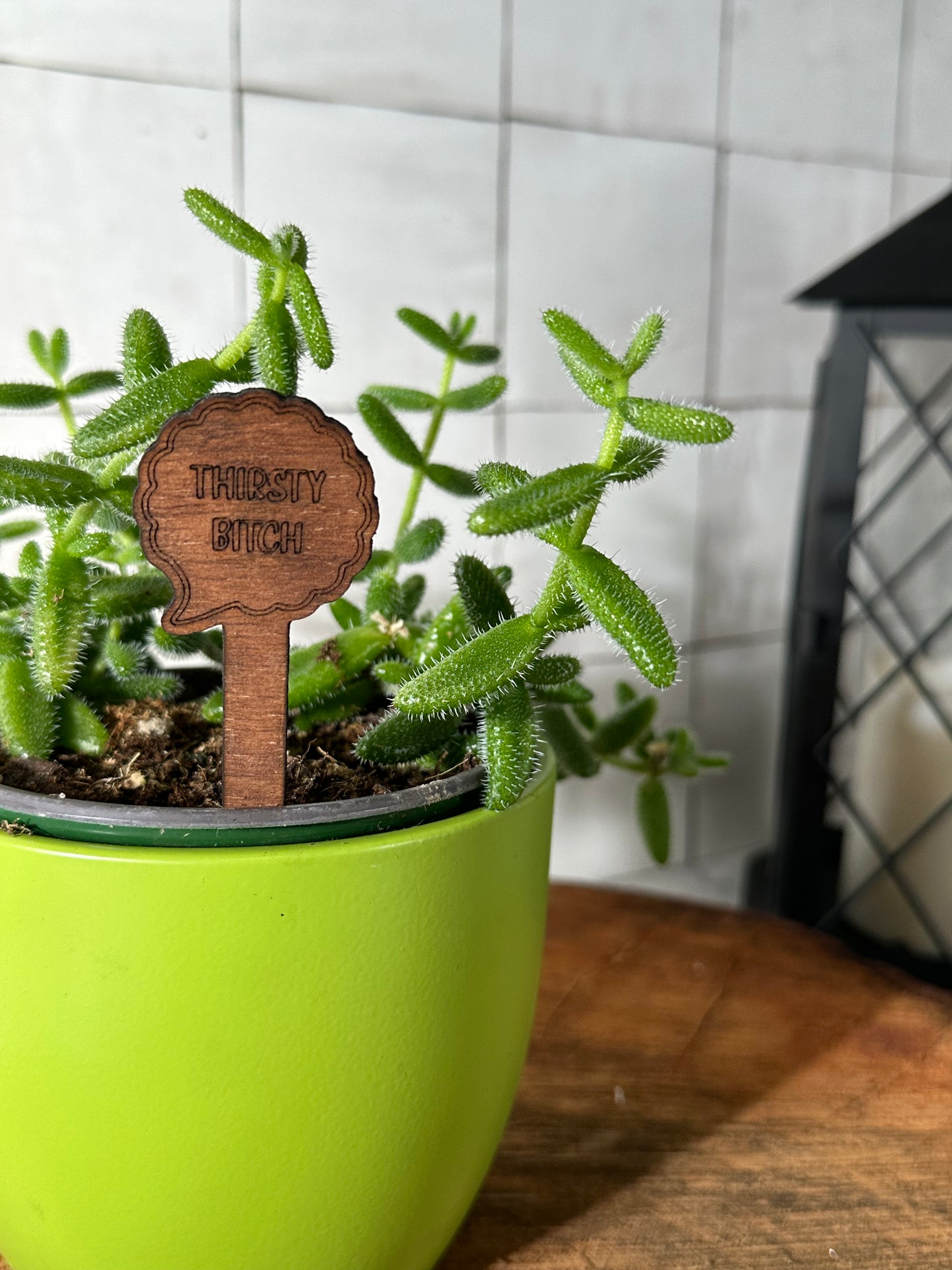 Funny Plant Stakes - Snarky Sayings Collection