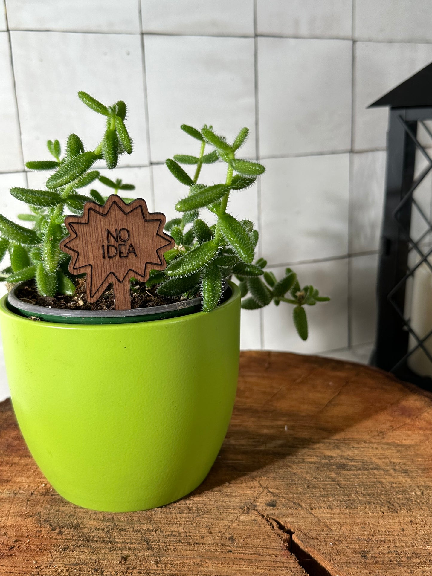 Funny Plant Stakes - Snarky Sayings Collection