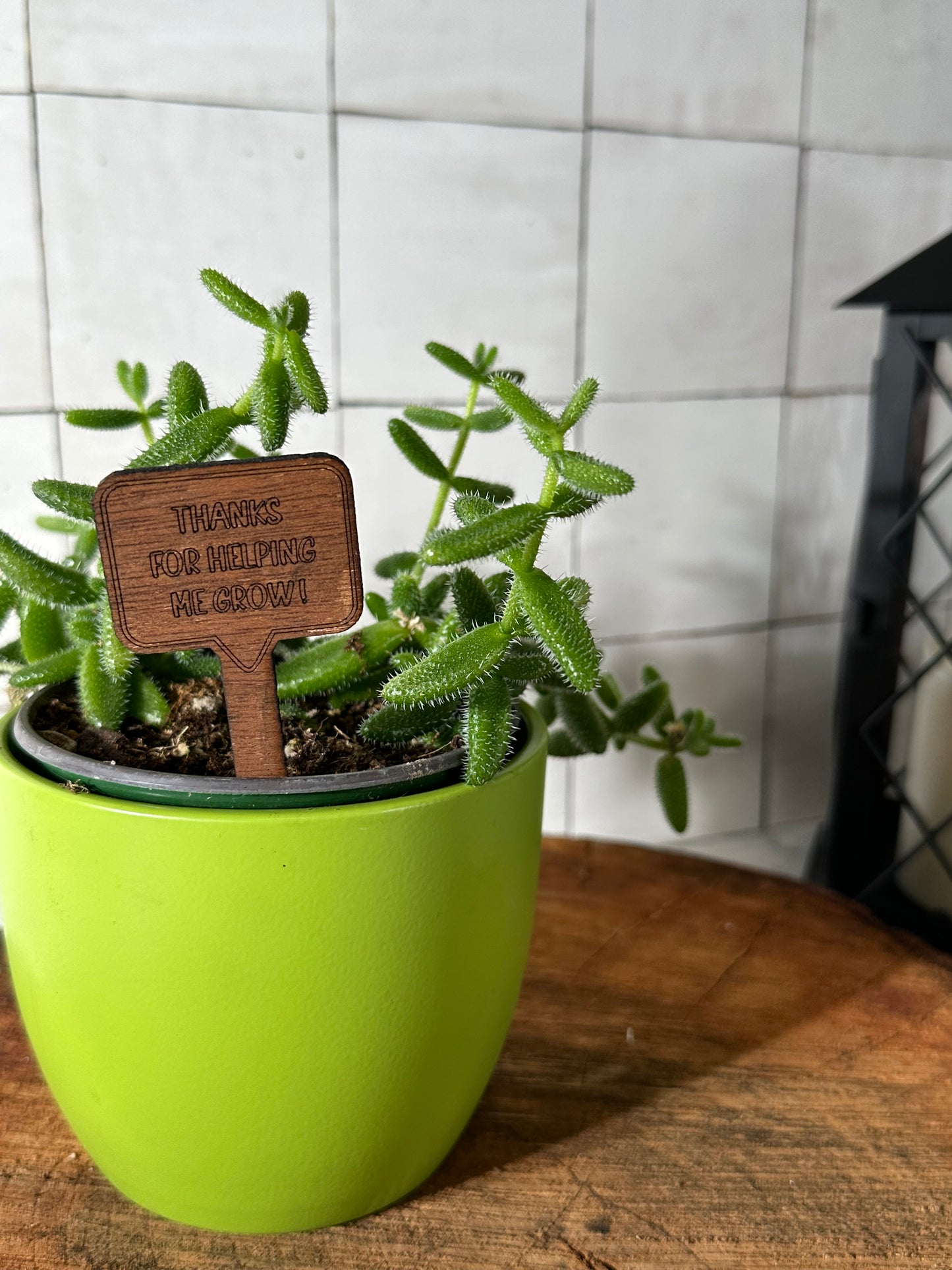 Funny Plant Stakes - Snarky Sayings Collection