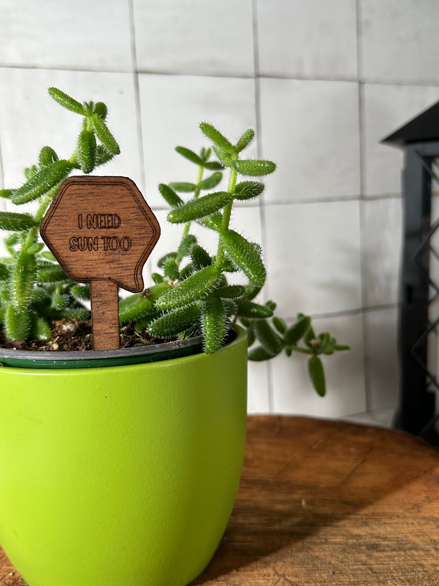 Funny Plant Stakes - Snarky Sayings Collection