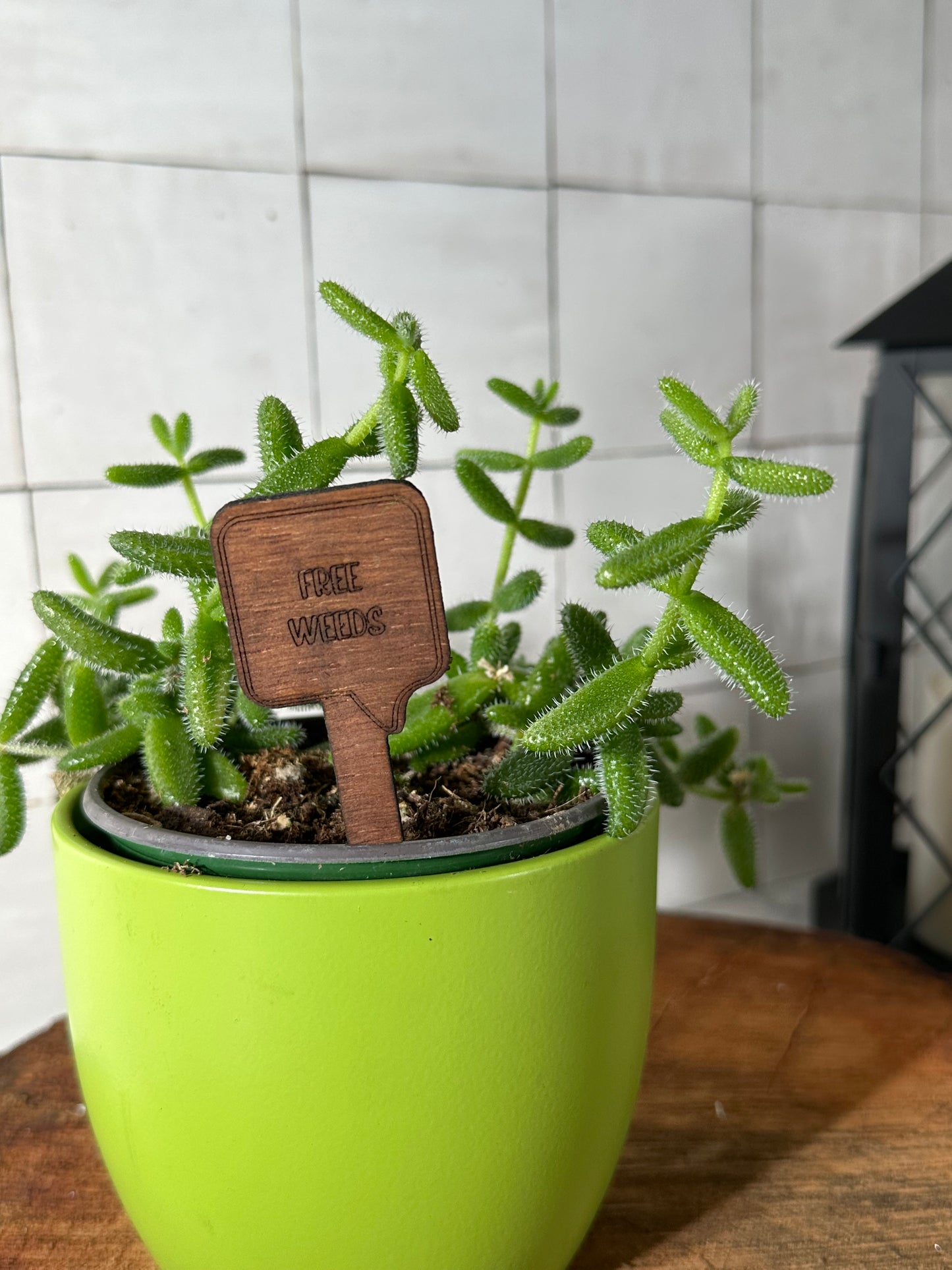 Funny Plant Stakes - Snarky Sayings Collection