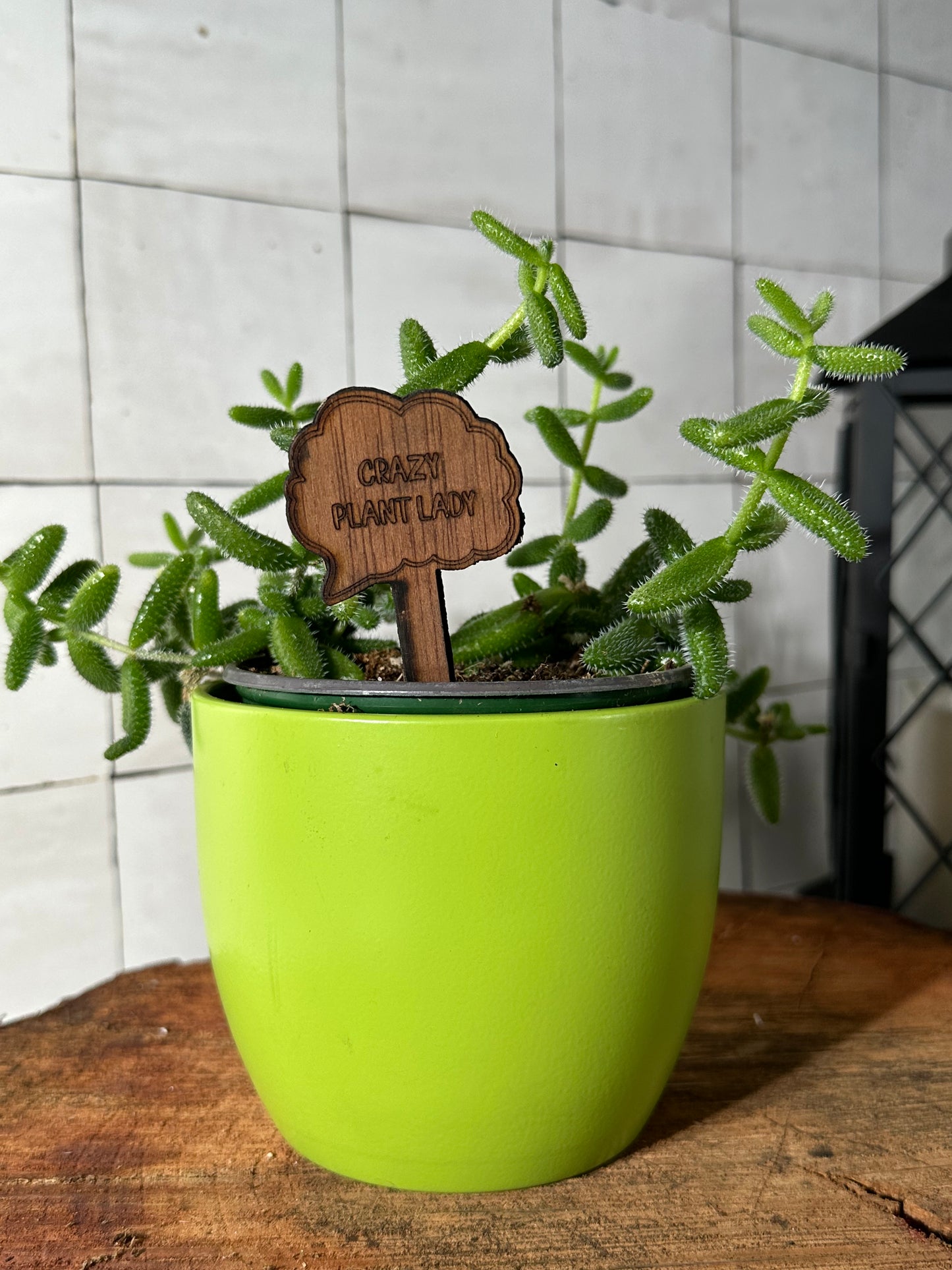 Funny Plant Stakes - Snarky Sayings Collection