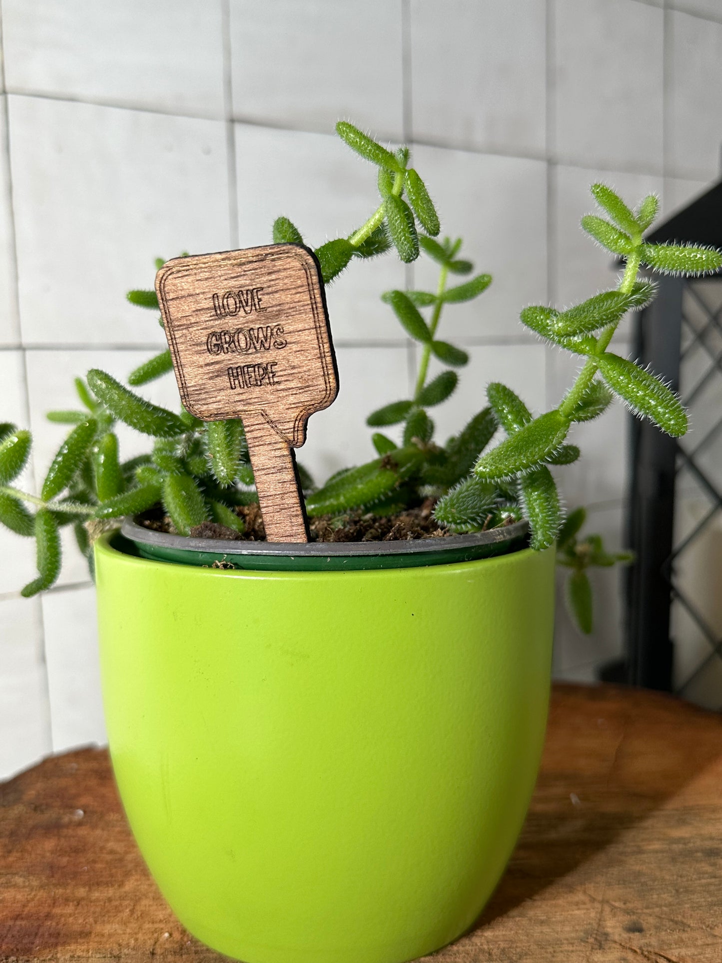 Funny Plant Stakes - Snarky Sayings Collection