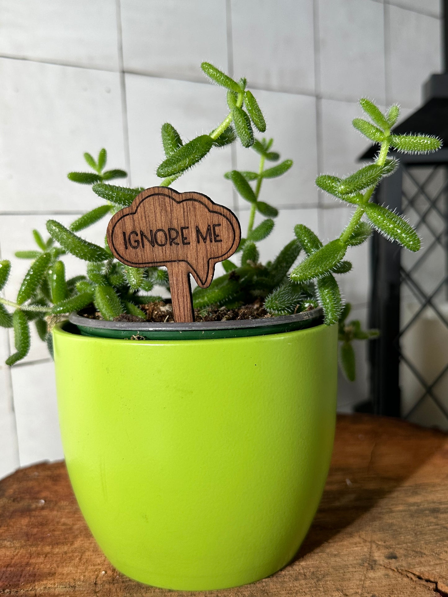 Funny Plant Stakes - Snarky Sayings Collection